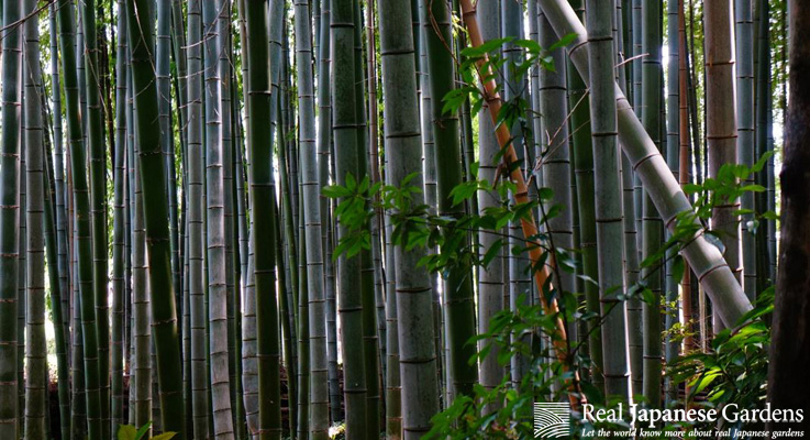 Best Bamboo Plants for Japanese Zen Gardens – Lewis Bamboo