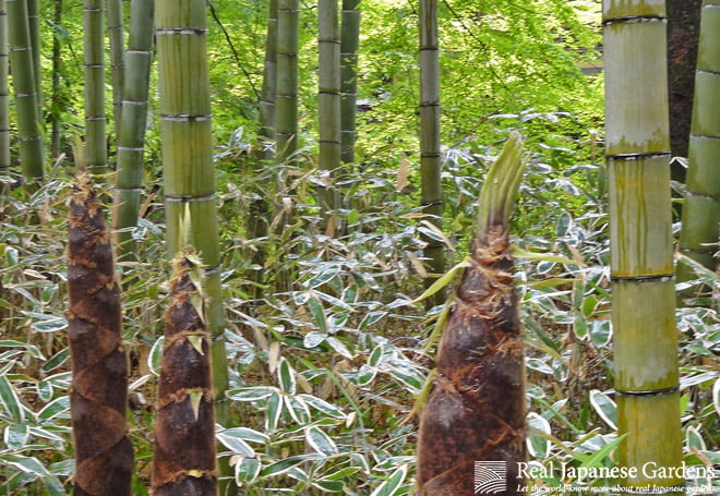 Best Bamboo Plants for Japanese Zen Gardens – Lewis Bamboo