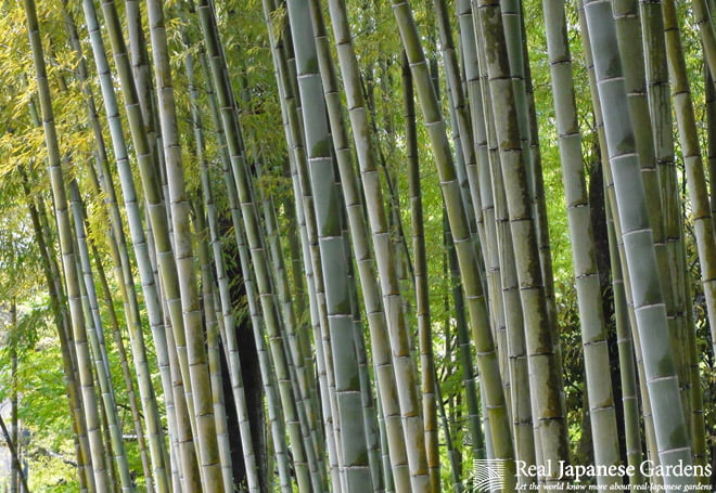 Best Bamboo Plants for Japanese Zen Gardens – Lewis Bamboo