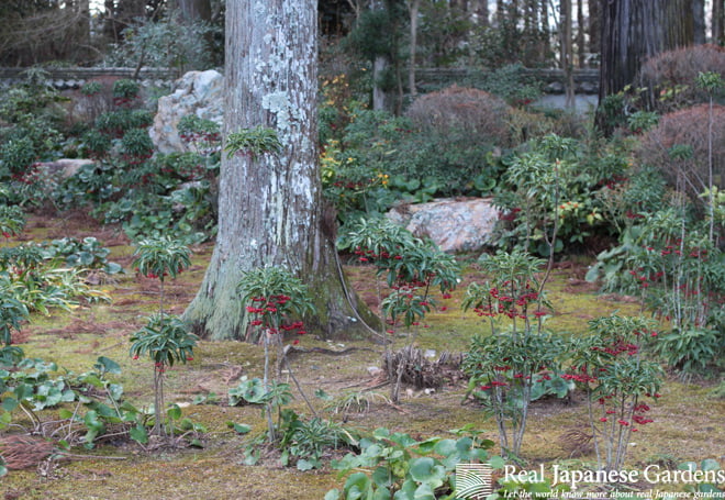 Plants in the Japanese Garden Vol.1 - Real Japanese Gardens