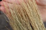 Taketora millet broom