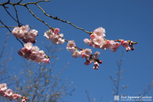 Cherry Blossoms in Japan