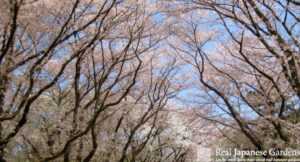 Cherry Blossoms in Japan